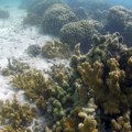 Naučnici upozoravaju: Istorijsko izbeljivanje ugrožava opstanak Velikog koralnog grebena u Australiji