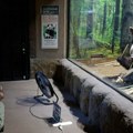 Gužve u zoološkom vrtu u Tokiju: oproštaj od poslednjih džinovskih pandi