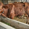 Priznanje za Srbiju: Institut "Kraljevo" postao prva referentna laboratorija za bolest kvrgave kože goveda