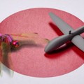 Ovi insekti lete kao borbeni piloti: Njihova taktika mogla bi da bude inspiracija za ubojitije dronove