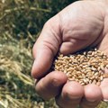 ŽETVA U PIROTSKOM OKRUGU U PUNOM JEKU: Prinosi iznad proseka, ali otkupna cena brine ratare
