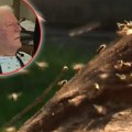 Pčele ubice 3 sata ubadale nepomičnog deku: Ulazile mu u nos i uši, a lekari zanemeli kad su videli rane na telu (viideo)