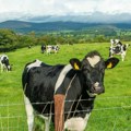Neke kanadske krave biće uzgajane s ekološkim ciljem - da podriguju manje metana