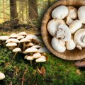 Iskusni berači mogu da zarade i po par hiljada evra mesečno! Izvoz gljiva iz Srbije cveta: Ovo je najskuplja vrsta koju…