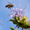 Berza za selidbu pčela od sada i u Beču