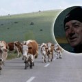 Prostor sa kojeg dolaze najbolji mlečni proizvodi u Srbiji, a porede se čak i sa alpskim! U pitanju je decenijska proizvodnja…