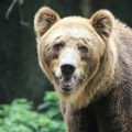 Mogućnost bliskih susreta sa medvedima u šumama Crne Gore