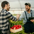 Je li paprika na komad nova realnost? Piroćanci i pripreme za zimnicu na testu cena, evo šta kažu