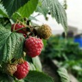 Ko su najveći svetski proizvođači maline