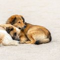 Udruženje Animal rescue apeluje da se pomaže životinjama na visokim temperaturama