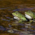 Homoseksualne žabe i još tri bizarne teorije zavere u koje mnogi veruju