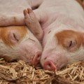 Сав труд узалуд Лозничанин у дану изгубио 300 свиња