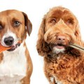 Povlači se hrana za pse kod komšija: Pronađena bakterija u proizvodu