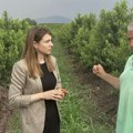 Državna sekretarka Popović obišla nepogodom pogođenu Topolu: Grad naneo štetu na voćnjacima