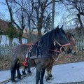 Jezivo ubistvo konja na Zlatiboru: Miloš tražio i obdukciju svog ljubimca, rezultati su strašni! Ko može tako nešto da…