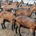 Ekološki, nema šta! Japanska železnica angažovala dve koze da očiste rastinje: „Ako ih primetite, toplo ih podržite; hranjenje…