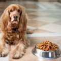 Veterinarka ukazala na hranu koju psi ne bi trebalo da jedu