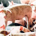 U Srbiji potvrđena 1.932 slučaja afričke kuge svinja