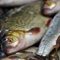 Počinje Božićni post: Šaran pojeftinio, ali ga jedemo sve manje – kako se kreću cene ribe