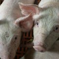 Afrička kuga svinja potvrđena u Bogatiću, eutanazirano oko 300 grla