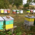 Lalović: Pčele se prilagođavaju vremenskim prilikama, zahlađenje nije nanelo štetu