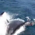 Brutalan obračun morskih nemani: Voda odjednom postala krvava, šokirani turisti sve snimili (video)