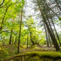 Šuma „zaštitnica“ kod Bavaništa, prirodno dobro kom preti prodaja, ostala i bez čuvara