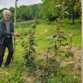 Čudo u selu Vinicka kod Prijepolja, tropsko voće ne mari za oštru planinsku klimu