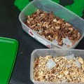 FOTO: U Bečeju otkrivene laboratorije za uzgoj psihoaktivnih pečurki