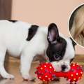 Dreserka pasa upozorava: "Čim dovedete štene kući, napravite grešku koja će vas kasnije koštati"