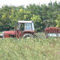 Cena 4.000 rsd po kilogramu, Jovica se ovim poslom bavi više od 30 godina: Zarada odlična, većina ide na izvoz