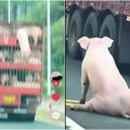 Gledala je kako prase skače iz kamiona za klanicu: Ležalo je teško povređeno na putu, a onda je odlučila da pomogne