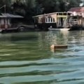 Užas na obali save: Telo muškarca pronađeno kod poznatog splava