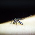 Češanje ujeda komarca u početku može da prija, ali nauka objašnjava zašto je to loša ideja