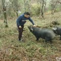 "Meni bolja firma od sela ne treba!" Mladi Vučić Vučićević gaji svinje u podnožju Gvozačkih planina i u slobodno vreme piše…