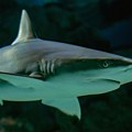 Код Будве уловљена плава ајкула: Дуга три метра, а тешка скоро 200 килограма /фото/