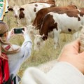 EVO KAKO NEGUJU KRAVE U ŠVAJCARSKOJ! Vlasnici farme osim na mleku zarađuju na još jedan poseban način