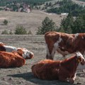 Koju muziku slušaju krave emira kusturice? Poznati reditelj je puštao razne žanrove, ali krave su odlučile drugačije!