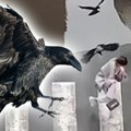 Vrane i svrake ponovo krenule u juriš na beograđane: U ovom periodu biće najrazjarenije, a zbog jedne osobine moramo biti…