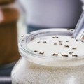 Kako da oterate mrave iz kuće - napravite sprej od sastojaka koje već imate