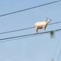 Pa, ljudi, kako je ovo moguće? Koza visi na dalekovodu 6 metara iznad zemlje – reakcija prolaznika je totalni hit! (video)