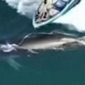 (Uznemirujuće) Kineski ribari udaraju čamcem kita! Seku mu leđa, nisu se zaustavili, objavljen zastrašujući snimak! (video)…