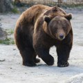 Najkrupniji mrki medved ikada viđen kod nas - Bora, pojavio se na Sretenje, a evo gde je posle viđen