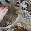 Neverovatan susret u šumi kod Vrnjačke Banje: Prolaznik naišao na mladunče srne, evo kako je reagovalo