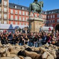 Ovce i koze špartaju kao na pisti: Hiljade grla glavne zvezde Festivala u Madridu