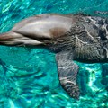 Masovno izumiranje delfina u Amazonu: Naučnici se trkaju s vremenom, temperatura vode skoro 39 stepeni
