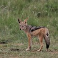 Mesecima su slušali kako noću zavijaju: Na hrvatskom ostrvu se pojavio šakal, kolje jaganjce, meštani strahuju