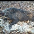Miroljub Marjanović, Uprava za veterinu Niš: Od avgusta prošle godine u pirotskom kraju je mirno. Nema svinjske kuge, daleko…