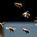Vreli početak aprila, pa pad temperature ugrozili proizvodnju meda: Kako pčele reaguju na klimatske promene
