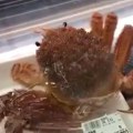 Kraba pokušala da spase svoj život bekstvom iz prodavnice (VIDEO)
